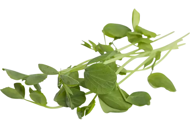Spring pea 110gr stuk